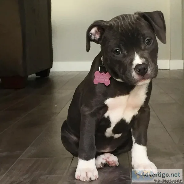 AKC Pitbull puppies