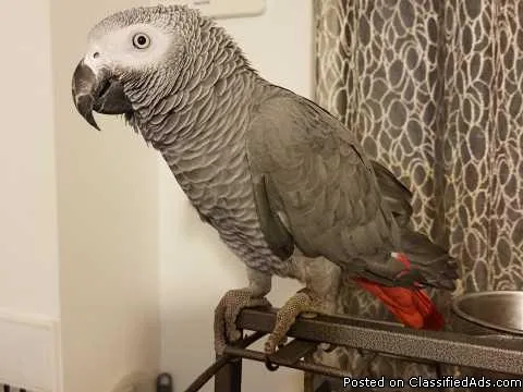 Adorable male and female Congo African Grey Parrots.