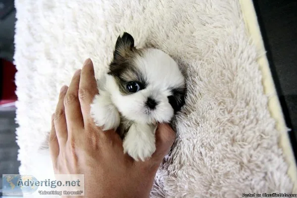 Teacup Shih Tzu for Rehoming