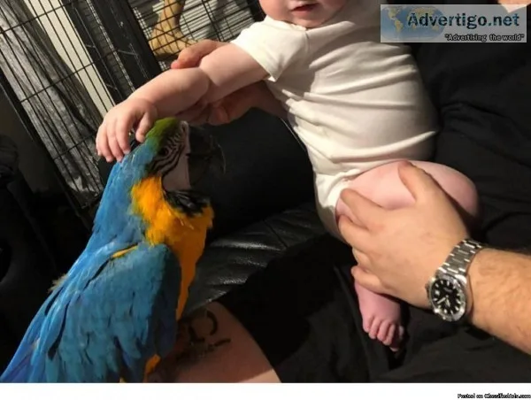 Sweet GOOD LOOKING BLUE AND GOLD MACAW PARROTS READY FOR SALE