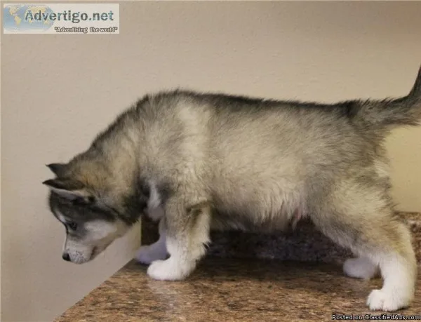 Siberian Husky Puppies
