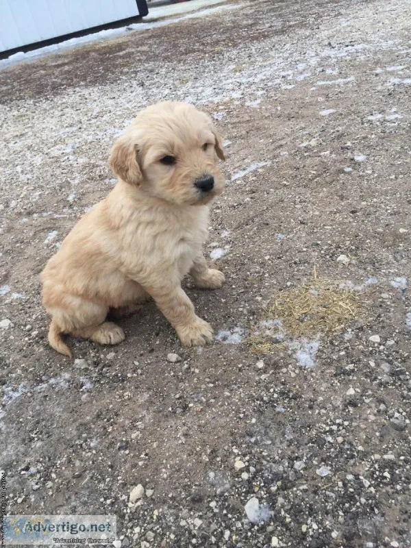 Golden Doodle puppies