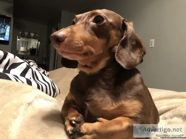 Keep Calm I m A Doxie Mom