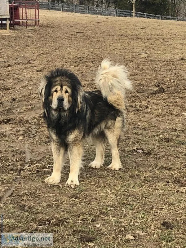 Tibetan Mastiff Breeding Pair