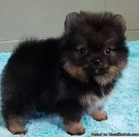 Lovely cute healthy Pomeranian puppies