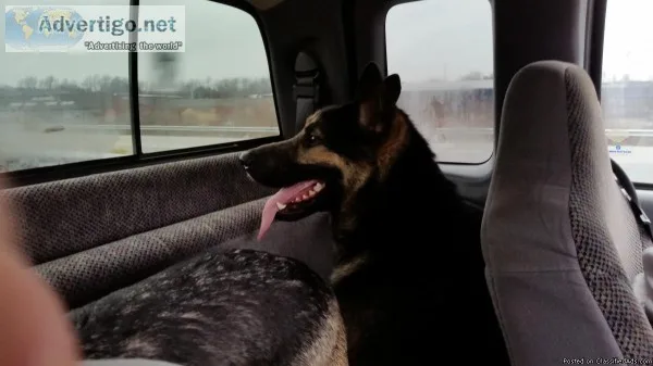 German Shepherd stud