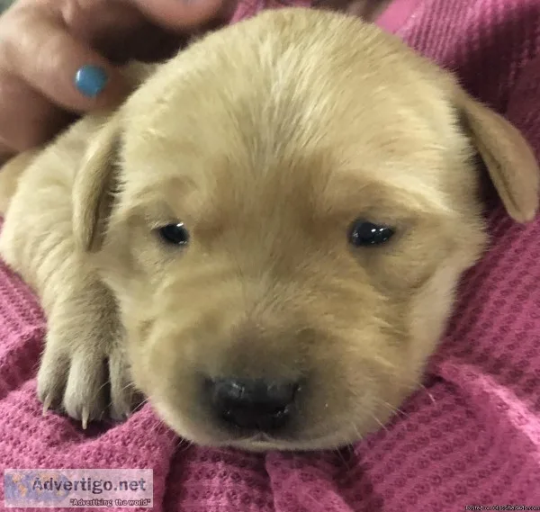 AKC Silver Lab puppies for sale