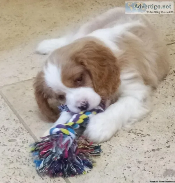 cavaliar king charlse puppies