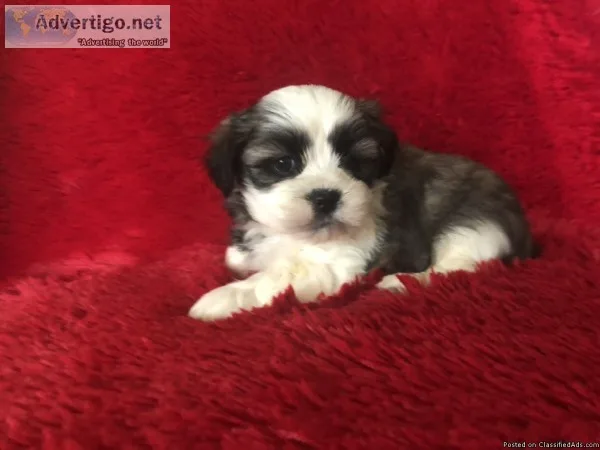 Malshi Puppies