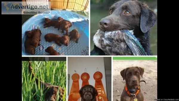 CHOCOLATE LABRADOR AKC POINTING PUPS.