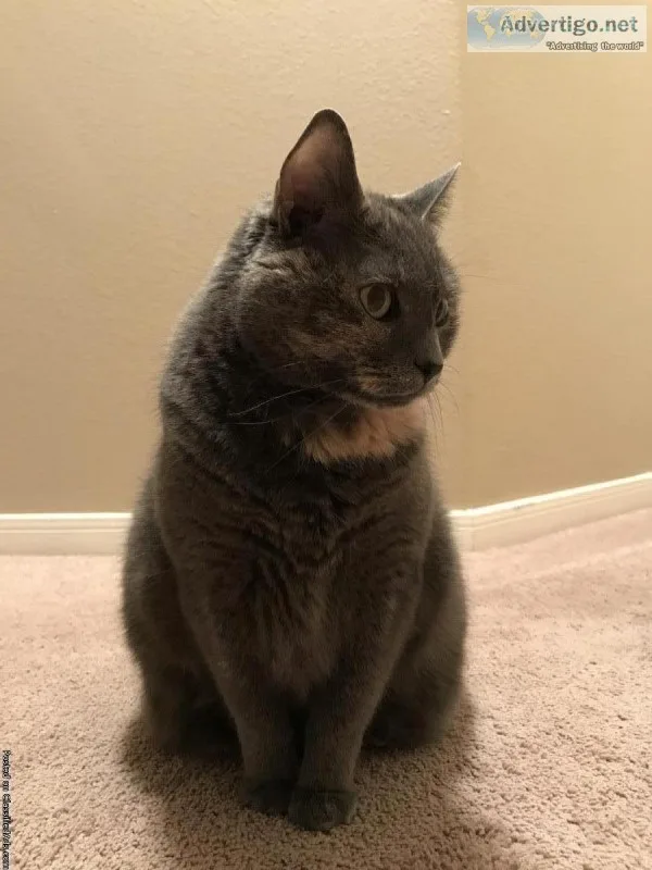 Declawed homecat needs new home