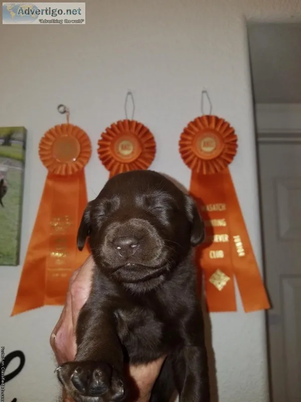 CHOCOLATE LABRADOR AKC POINTING PUPS