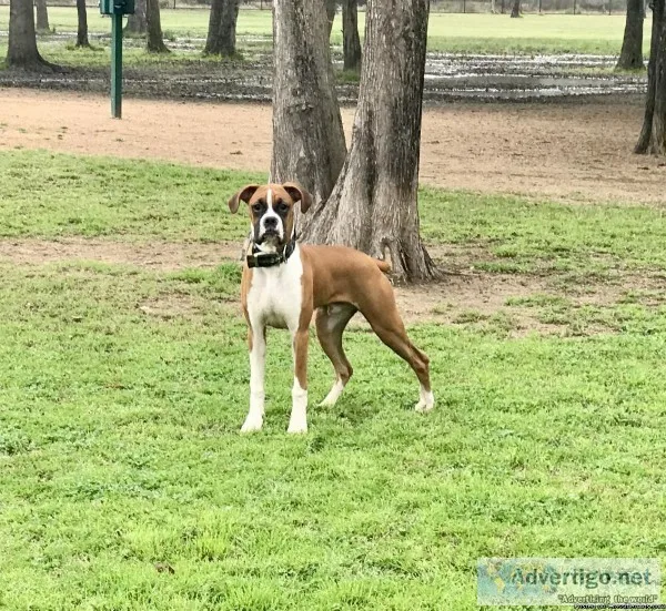 Boxer
