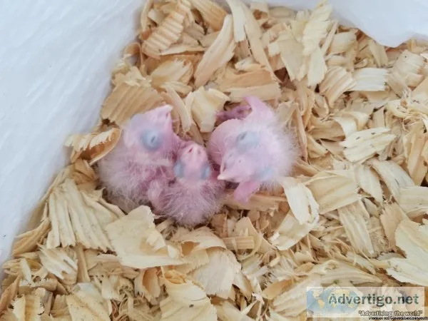 Black-headed Caique Babies for Sale in So Florida