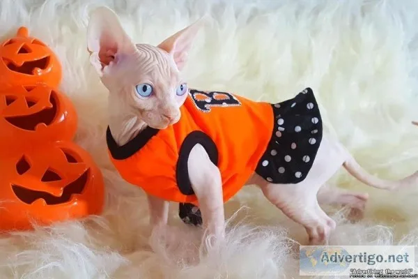 Blue eyes babies male and female Sphynx Kittens available now