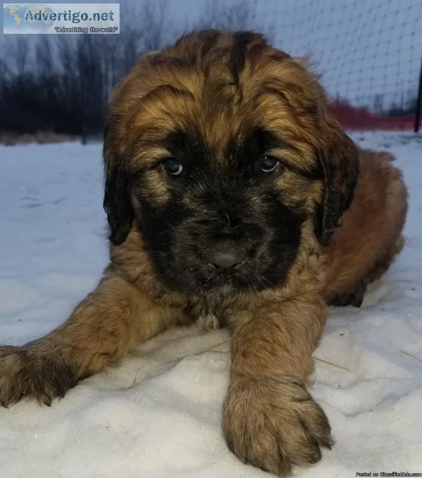 St. Berdoodle
