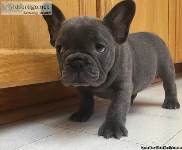 French Bulldog Puppies for Sale