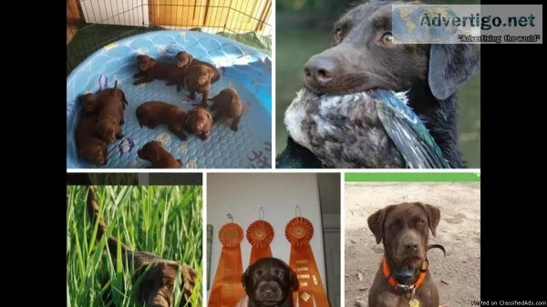 CHOCOLATE LABRADOR AKC POINTING PUPS