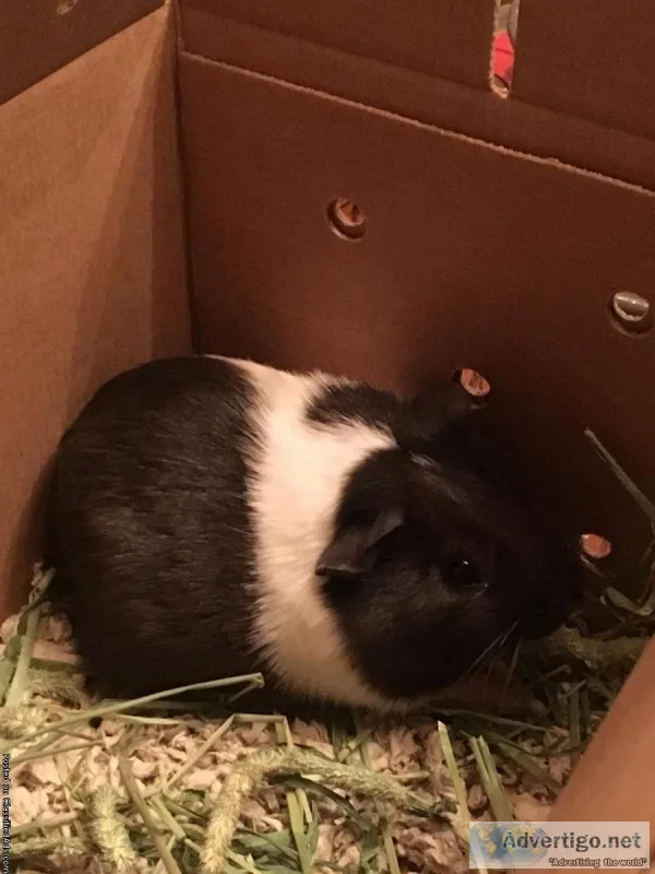 Male Guinea Pig