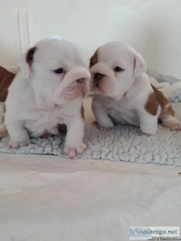 AKC registered English bull