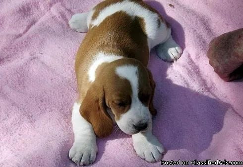 AKC Beautiful Basset Hound Female