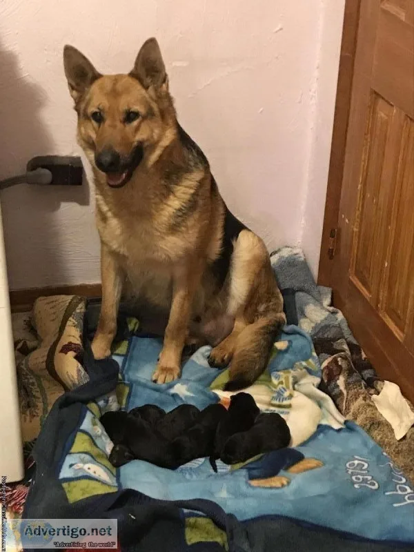 German shepherd puppies
