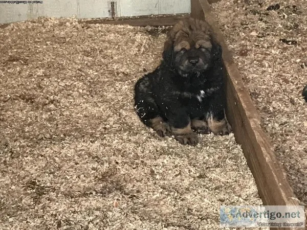 Tibetan Mastiffs