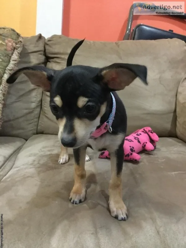 Chihuahuas  puppies for sale
