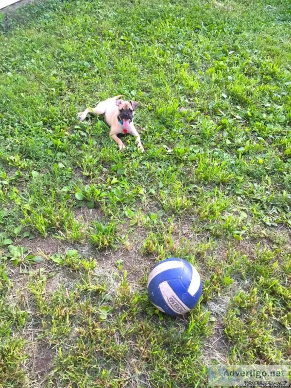 playful pug for sale