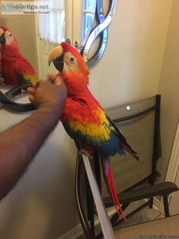 Scarlet macaw girl talks and laughs