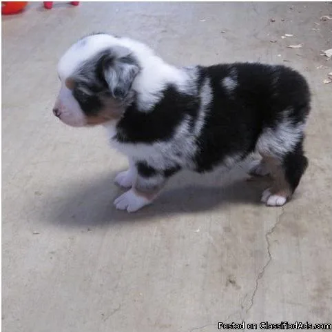 Australian Shepherd Puppies For Sale.