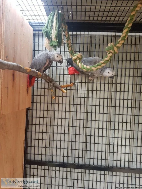 Friendly Congo African Grey Breeding Pair With Cites