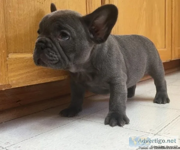 French Bulldog Puppies for Sale