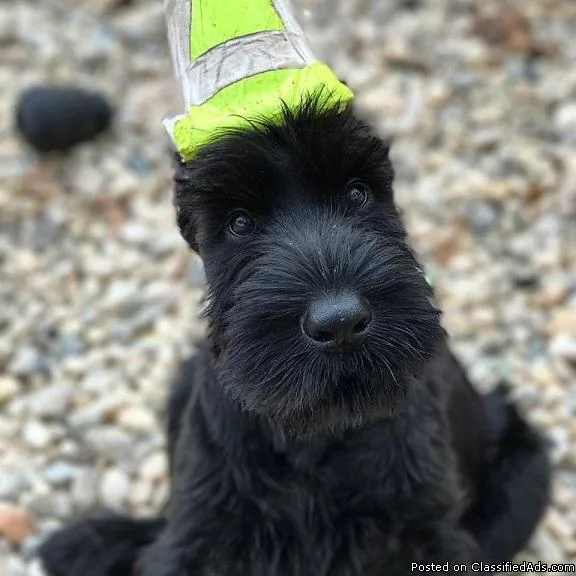 GIANT SCHNAUZER