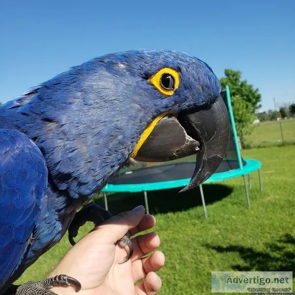 BLUE MACAW PARROT FOR SALE
