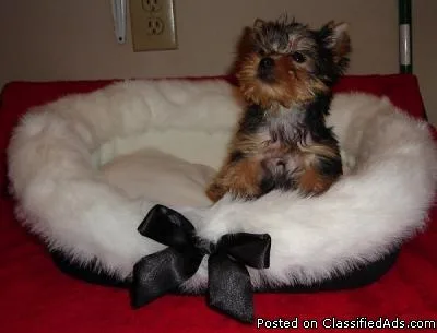 Male and Female Yorkshire Terrier