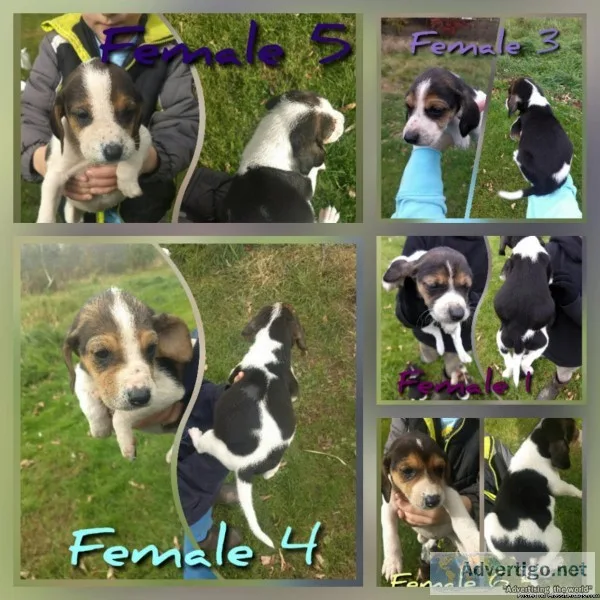 Purebred Running Walkers