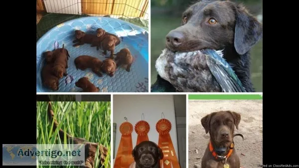 CHOCOLATE LABRADOR AKC POINTING PUPS