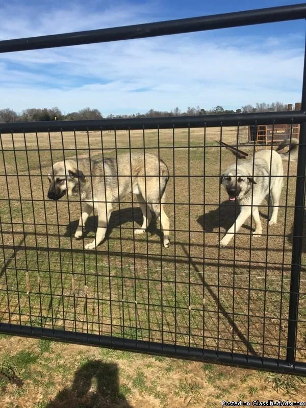 ANATOLIAN SHEPHERDS FOR SALE