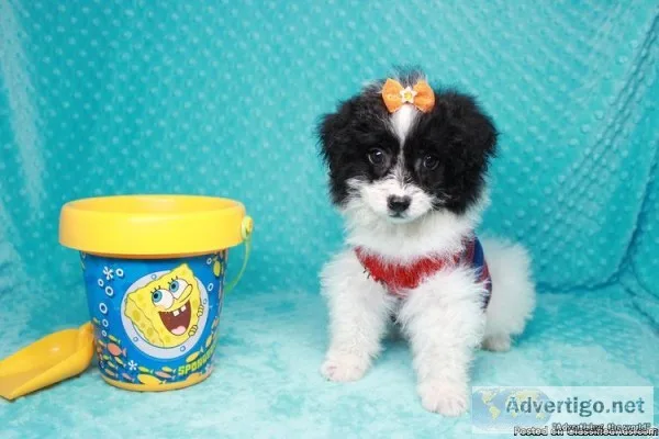 CUTE Teacup and Toy Puppies For Sale in Las Vegas Area
