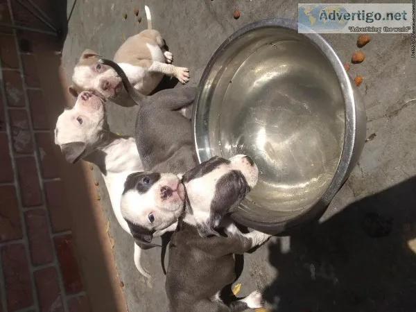 Very cute pups