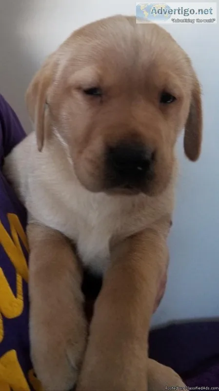 Akc lab pups