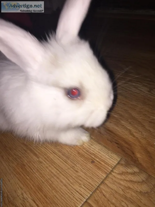 White Minilop Bunny