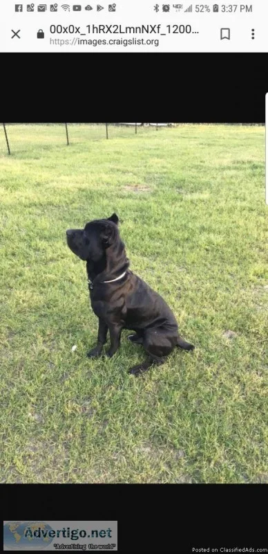Cane Corso puppies