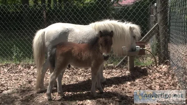 Miniature Horses for Sale