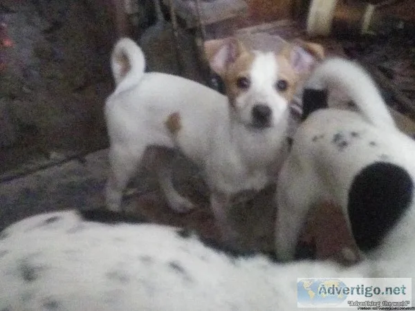 Fox  rat Terrier puppies