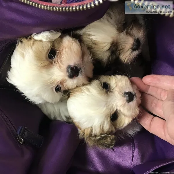 Sweet and Tiny Yorkie designer breed toys