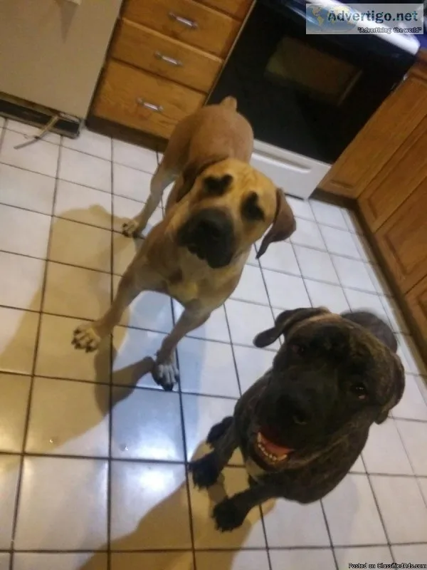 Boerboel x Cane Corso