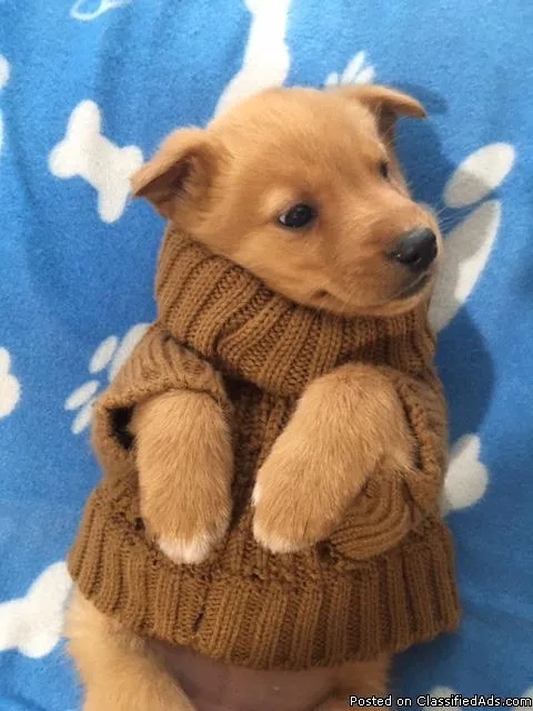 Golden doodle puppies