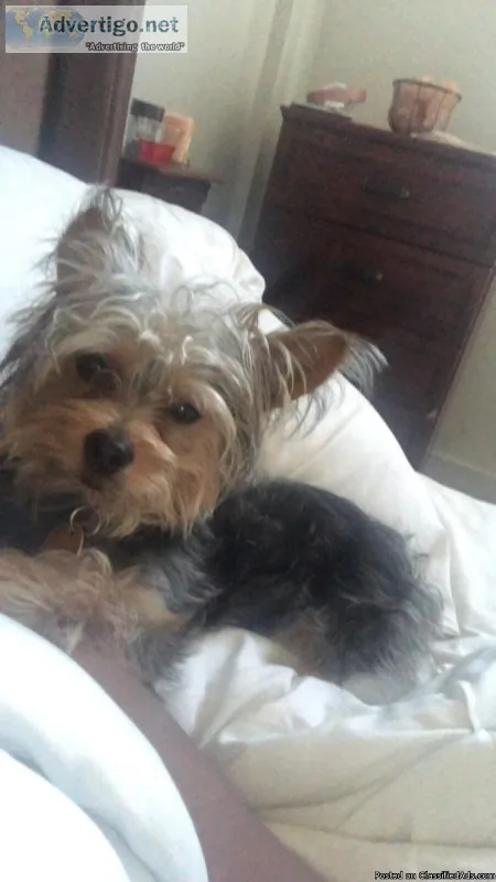 Yorkie-poo for sale